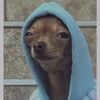doggo88700