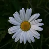 ailia3135