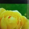 mahhsamb