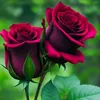 tooa__u