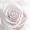 peonyhearted