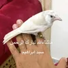 bird_iraq
