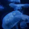 sealifeblog_