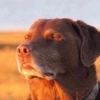 gideon_breit1