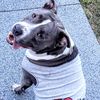 baddogshit