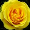 adel_hamdi6969