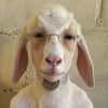 hashoomii