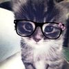 cechel_08