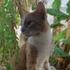vincenzo_thepianist