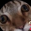 BubbynAmira