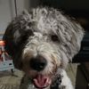 luxthesheepadoodle