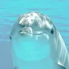 wuba807