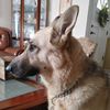 Stella-Bella the rescued GSD