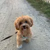 stich_zugaj5