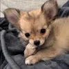 chico_derhund