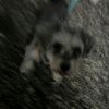schnauzer1226