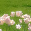 tvthangg2503