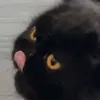 vaagoow