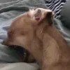 ddbshds