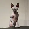 sphynxmasja
