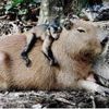 capybara427