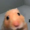 .__.kra0.__