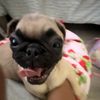 mussa_8624