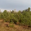alenastkt