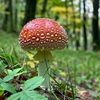 theblessedmushroom