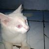safa_sjl