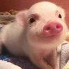 hello_im_a_pig_36