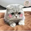 dyucftomjiva