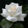 majdamajda6856