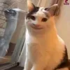 nnhhaalln
