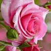 majdouline0094
