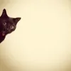 veryblackcat