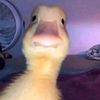 dywhkwomj10w