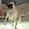 soypugcita
