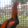 andik_6720