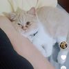 pearllitakitty