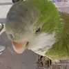 minolucio_