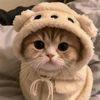 xxee_xell