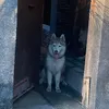 idntfwyo1