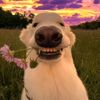 prince_growagarden