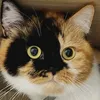 iamgatocat