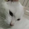 pepper_etc