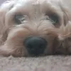 archieholly