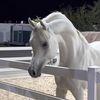 rashd.q8