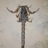 royaleblood1