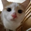 ngoc_huyen3545